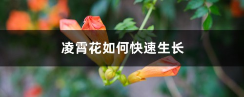 凌霄花如何快速生长，养护几天浇一次水