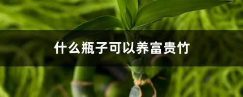 什么瓶子可以养富贵竹，瓶子要装多少水