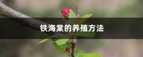 铁海棠的养殖方法